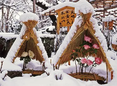 Winter flowering peonies protected by a big straw, is a delight from the Tosho-gu Shrine in Tokyo.