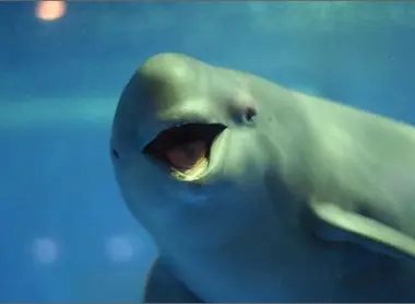 Beluga dell'acquario di Miyajima.