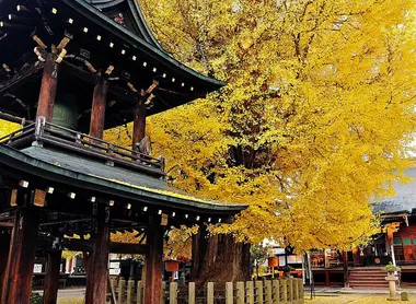 A temple under the yellow leaves of autumn in Kukubunji in Takayama.