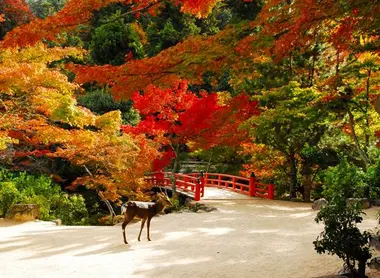 Parc Momijidani à Miyajima