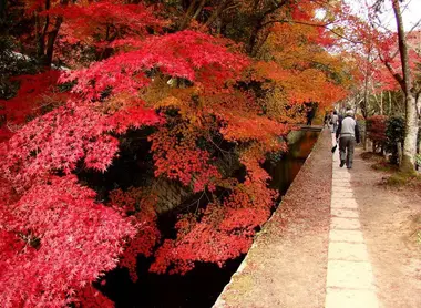 The blush of autumn leaves gives all its magical path of philosophy Kyoto.