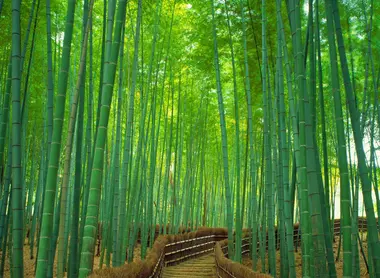 Allée de bambous à la bambouseraie d'Arashiyama. 