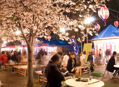 Sommerfest unter den Kirschbäumen des Maruyama-koen Sommerfest unter den Kirschbäumen des Maruyama-koen