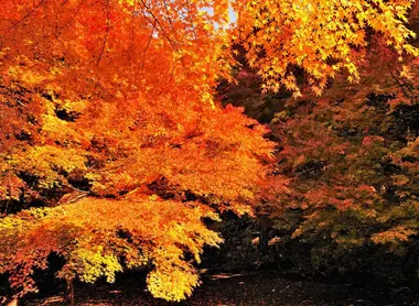 Shiroyama Park