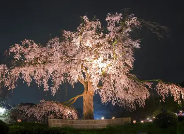 Kirschbaum im Park Maruyama