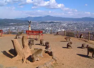 Park of monkeys Iwatayama