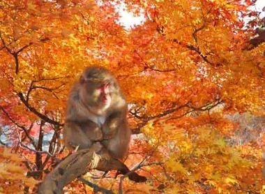 Park of monkeys Iwatayama
