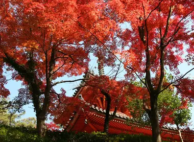 Templo de Mitaki-dera bajo los arces llameantes