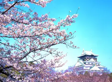 Les cerisiers en fleurs du parc du Château d'Osaka