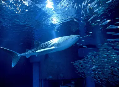 Osaka Aquarium Kaiyukan