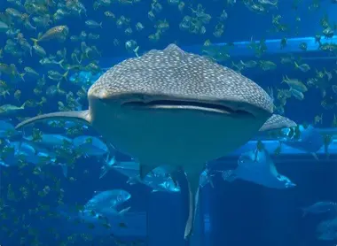 Acuario del barrio Tempozan. Acuario del barrio Tempozan.