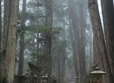 Der Pfad durch den flüsternden Wald.