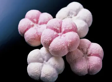 Pâtisserie Murakami