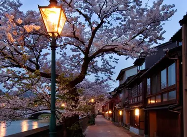 Cherry in traditional streets of Kanazawa. Kanazawa