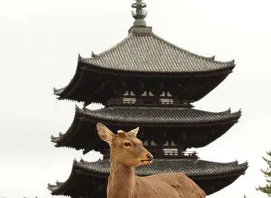 Kofukuji Temple