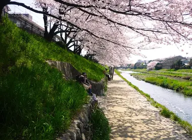 El río Kamogawa bajo los cerezos.  El río Kamogawa bajo los cerezos.