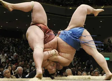 The sumo wrestling can be staggering. The sumo wrestling can be staggering.
