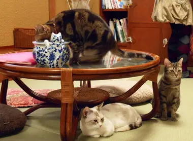 In neko cafe, it is the cats that keep company to customers.