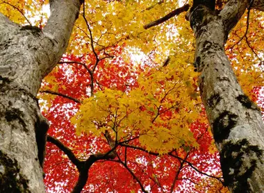 L'automne et sa teinte rouge au parc Momiji de Kyoto.