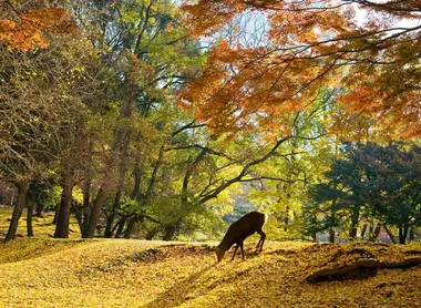 Un cerf de Nara, tout près de Kyoto.