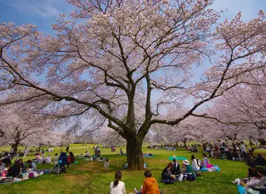Under the pink petals of cherry blossom, it is good picnic. Under the pink petals of cherry blossom, it is good picnic.