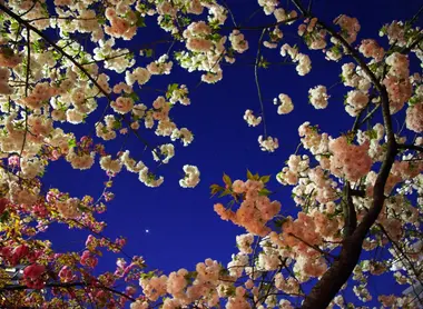 Voici que l'on voit sous les cerisiers en fleurs.