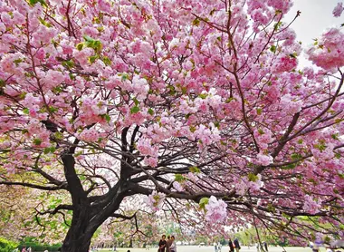 Tel un nuage de pétales ...