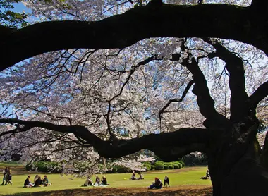 Yori Dango Yana, pastries rather than flowers, that is, a picnic is much better under a cherry tree. Yori Dango Yana, pastries rather than flowers, that is, a picnic is much better under a cherry tree.