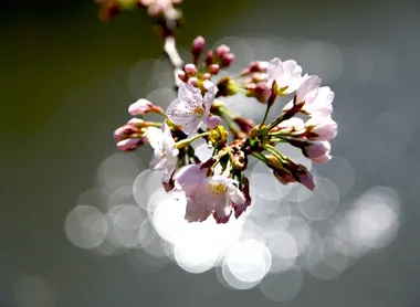 Des fleurs de cerisier, objet de contemplation pour les Japonais depuis l'Antiquité
