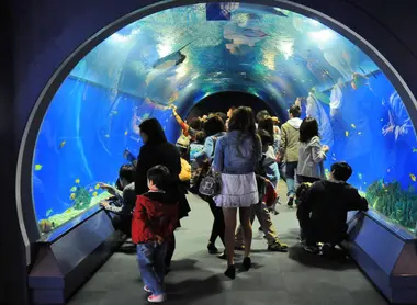 Between fish, dolphins and sharks, aquariums will delight the little ones.