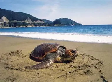 Ozuna Kaisuiyokujo (Shikoku)