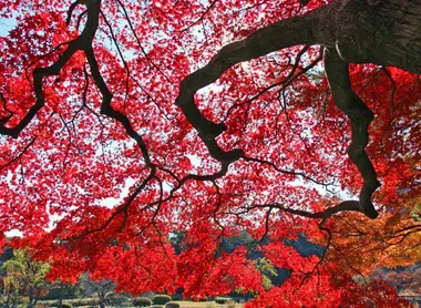 The stark contrast of the beauty of the Japanese gardens.
