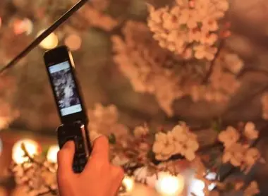 The Ohanami is a special time of the Japanese calendar.