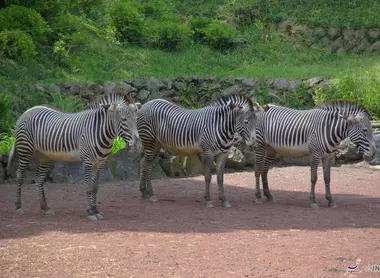Les zèbres du zoo d'Ueno à Tokyo.