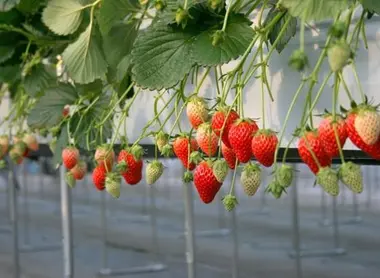 A strawberry season (from mid-February to late May), the orchard Niikura No-in, located in Tama (west of Tokyo), offers gourmet to come pick them even fruit