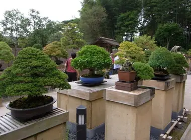 Bonsai-ya, a bar in the company of these small trees.