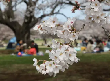 The best places to make the most of hanami.