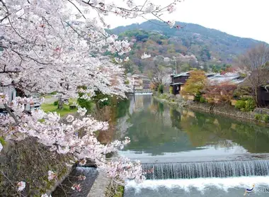 Kirschblüte am Fluss Kamo in Kyoto