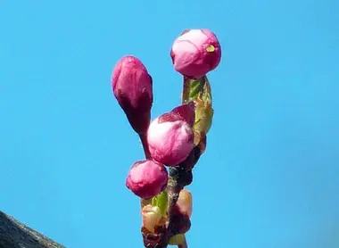 Les bourgeons de cerisier, prêts à éclore.