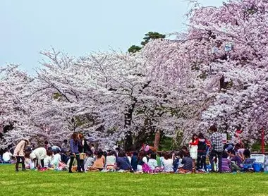 Les Japonais se rassemblent en famille ou entre amis sous les cerisiers en fleurs