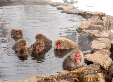 Des singes dans un onsen près de Nagano.