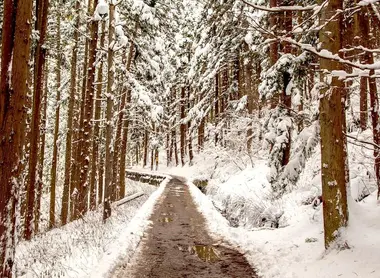 Le chemin enneigé menant à Jigokudani (près de Nagano).