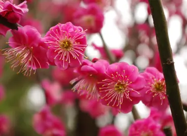 Plum Blossom Plum Blossom