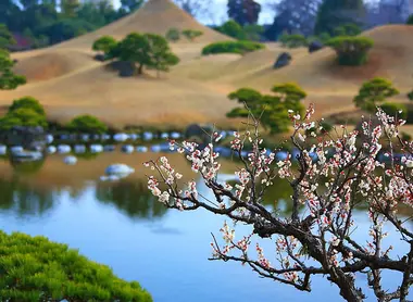 Avant que les cerisiers ne leur fassent de l'ombre, c'est devant les fleurs de pruniers que se baladaient les Japonais.