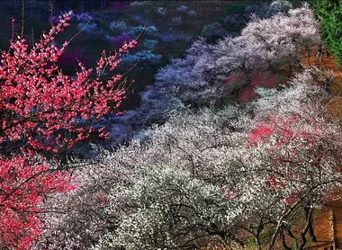 Les pruniers sont admirables en début d'année, alors que leurs fleurs éclosent, l'occasion de s’offrir le premier pique-nique de l’année.