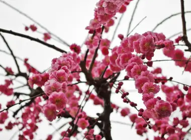 Le rose vif des pruniers en fleurs. Il est dit que leur présence éloignerait le mal.
