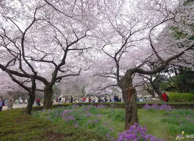 Il parco Shinjuku (Tokyo) durante la fioritura dei ciliegi.