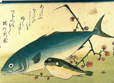 Une estampe de fugu.