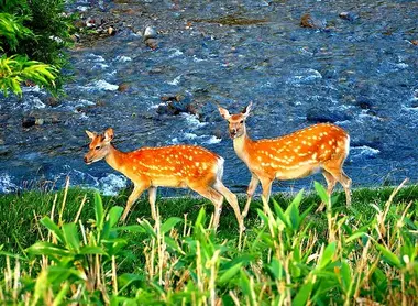 Dos ciervas en el parque de Shiretoko, Hokkaido