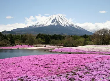 Festival Shibazakura al pie del Monte Fuji. Festival Shibazakura al pie del Monte Fuji.